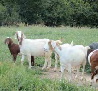 4 Fun Facts For Small-Scale Goat Owners Image